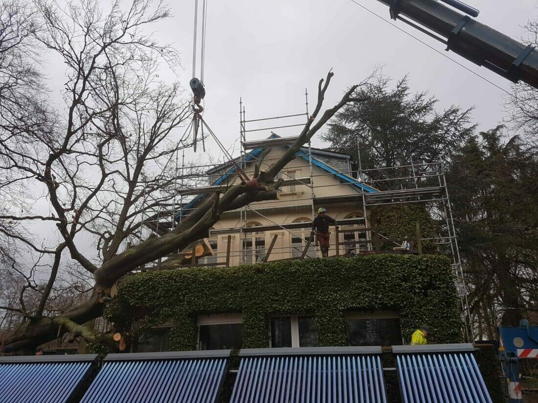 Zware boom demonteren en verwijderen (beuk) met behulp van een telescoopkraan.