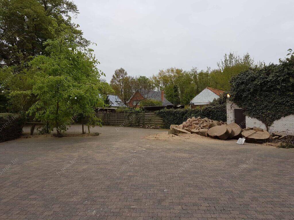 Boom vellen, verzaagd tot brandhout