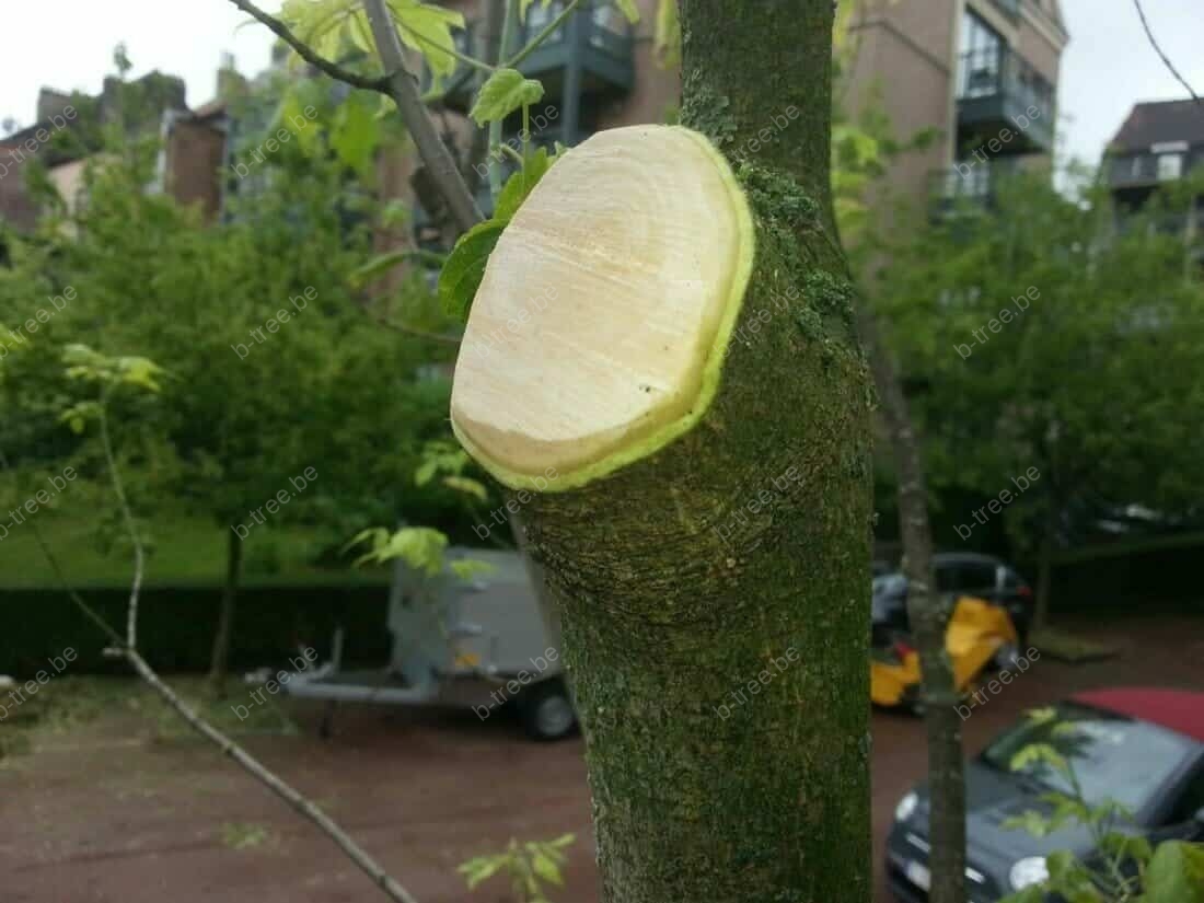 wanneer-boom-snoeien-verzorging-snoeiwonde