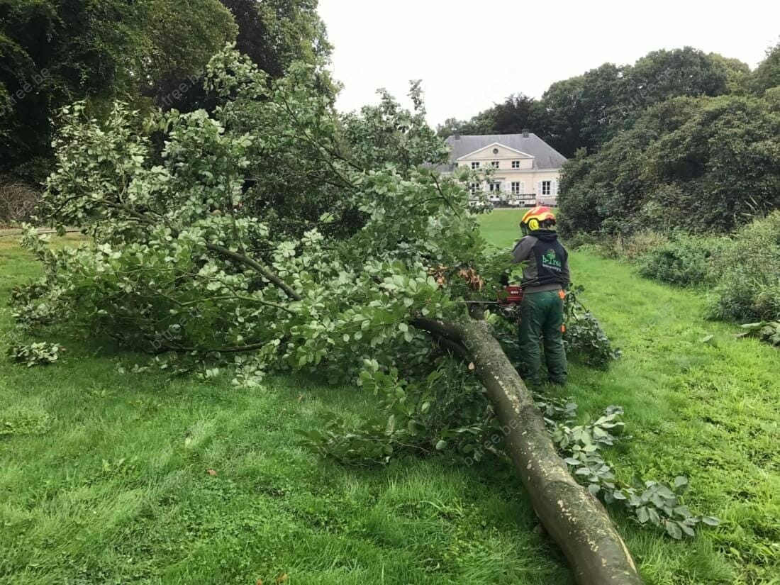 Verzagen van kruindeel van de gevelde boom