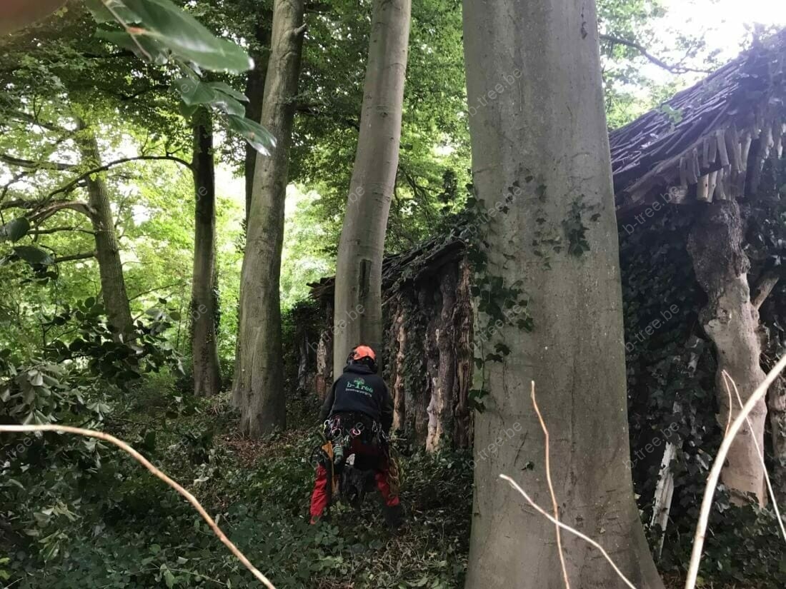Afzagen van de stam tijdens het vellen met telescoopkraan