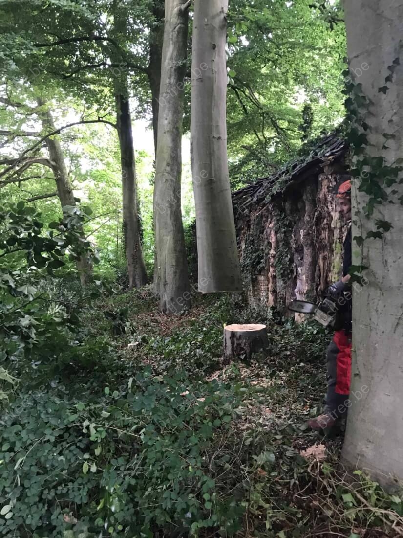 Uithijsen van de afgezaagde boom