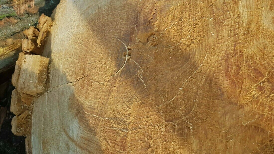 Mycelium felts zwavelzwam - belangrijke kennis voor een boomverzorger
