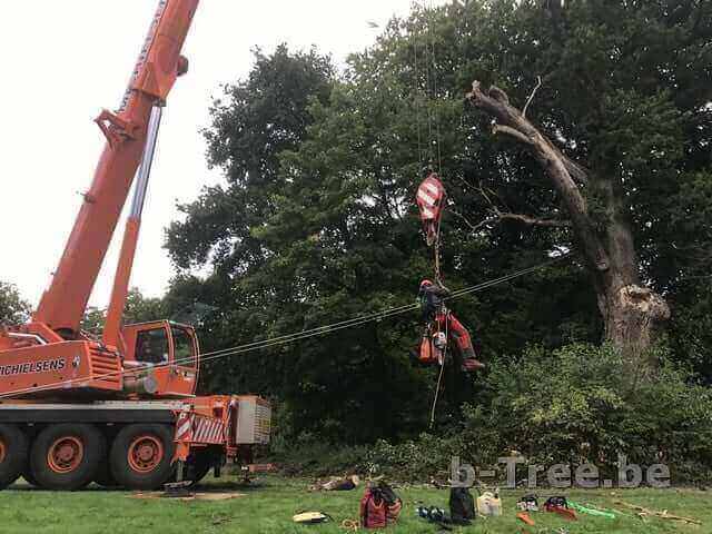 Gebruik van de telescoopkraan tijdens de werken. Hijsen van de boomverzorger naar de kruin van de boom.