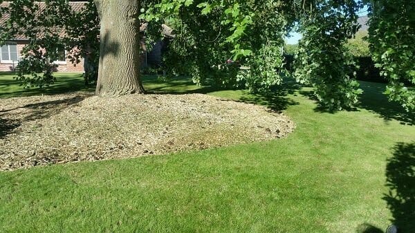 Standplaatsverbetering van een Liriodendron tulipifera te Lier (foto 1)