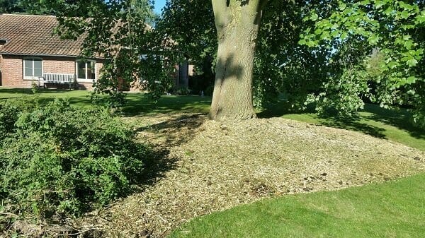 Standplaatsverbetering van een Liriodendron tulipifera te Lier (foto 2)