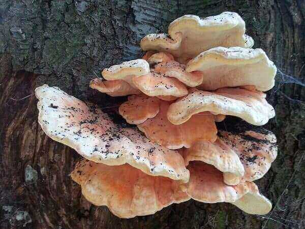 Zwavelzwam op prunus serotina