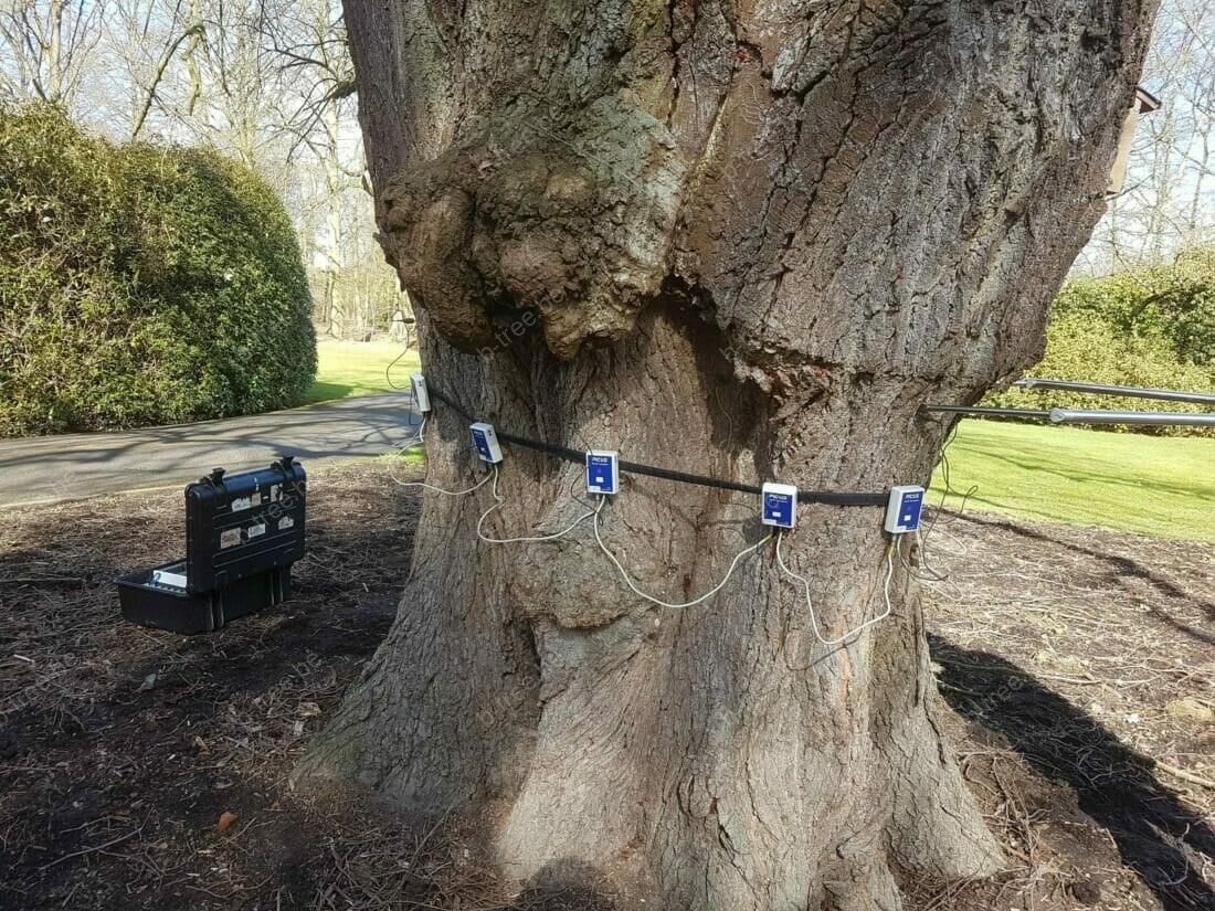 Inspectie en advies bomen - tomografie van een oude linde