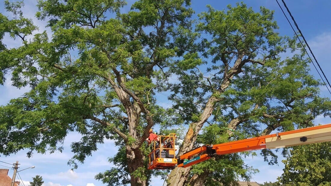 Boombeheer van een oude veterane Robinia pseudoacacia (onderzoek - snoeien - plaatsen kroonankers - allen onderdelen van de boomverzorging).