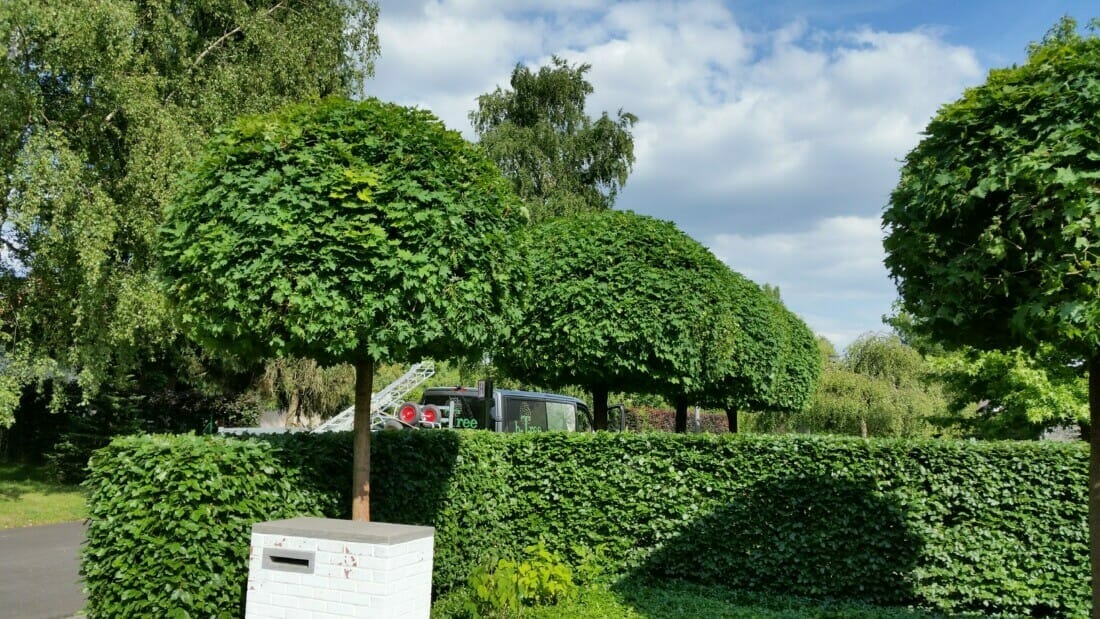 Vormsnoei van een rij bomen in de voortuin.