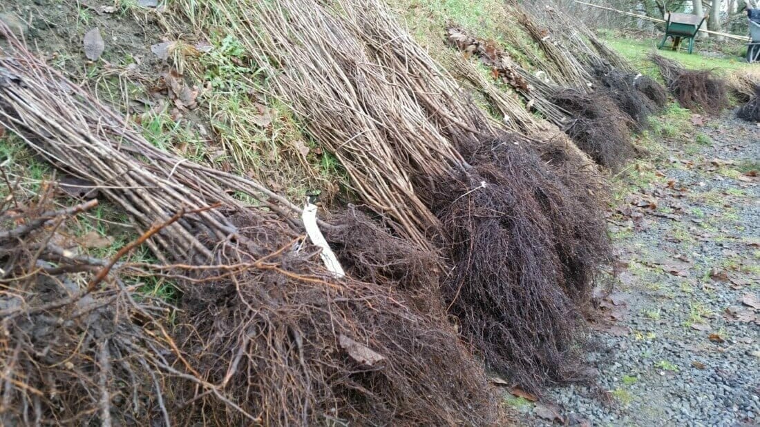 Bomen aanplanten met blote wortel