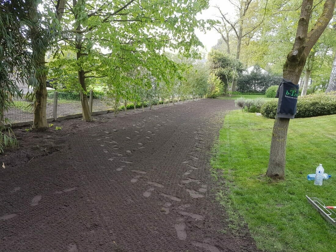 Bomen aanplanten langsheen perceelsgrens - Ilex aquifolium