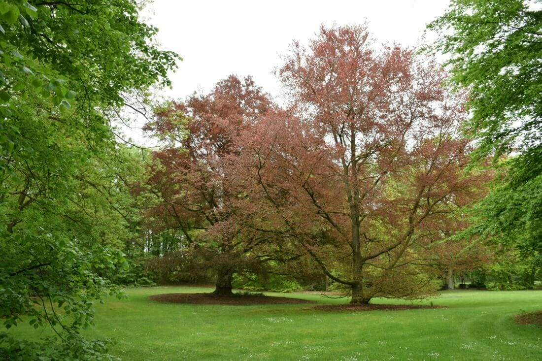 Parkbeheer van een parktuin met monumentale beuken, opgenomen in een bomenplan