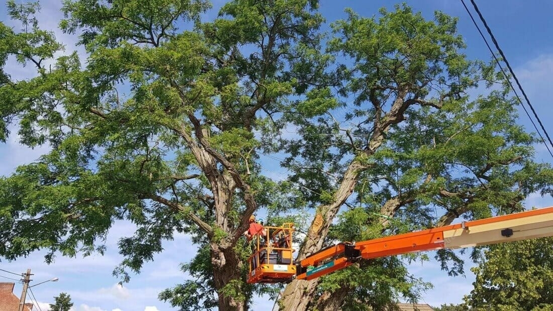 Plaatsen kroonankers in een veterane boom (Robinia pseudo-acacia)