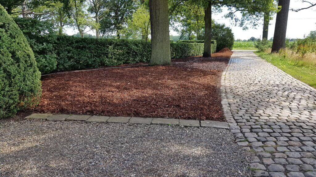 Afgewerkte groeiplaatsverbetering van zomereiken te Berlaar om ze terug als gezonde bomen te kunnen behouden