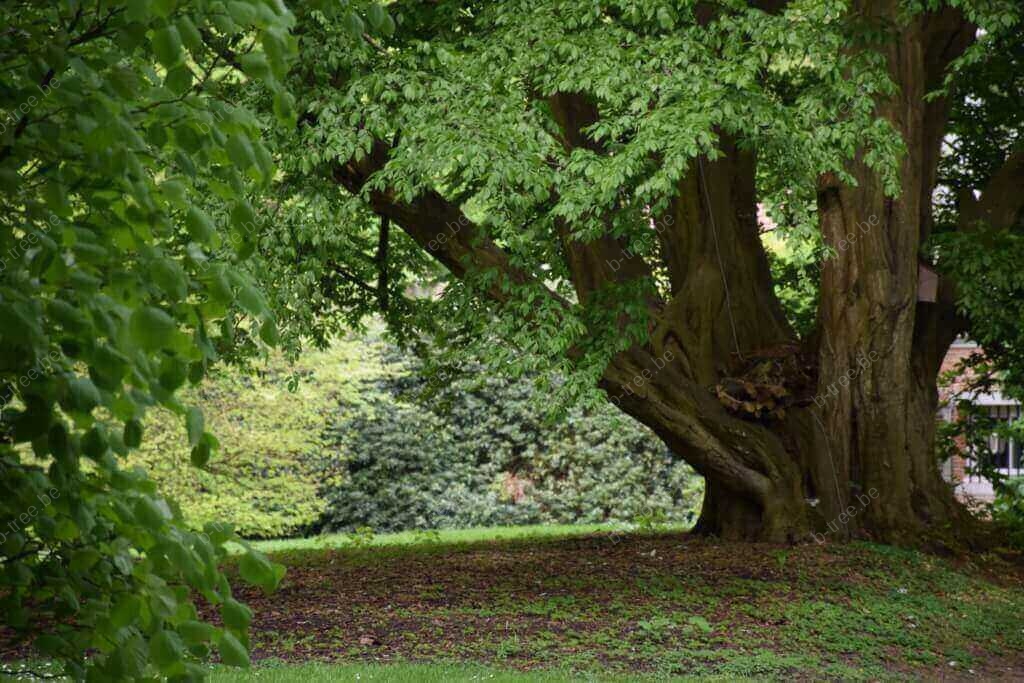 Standplaatsverbetering veterane haagbeuk door boomverzorger b-Tree