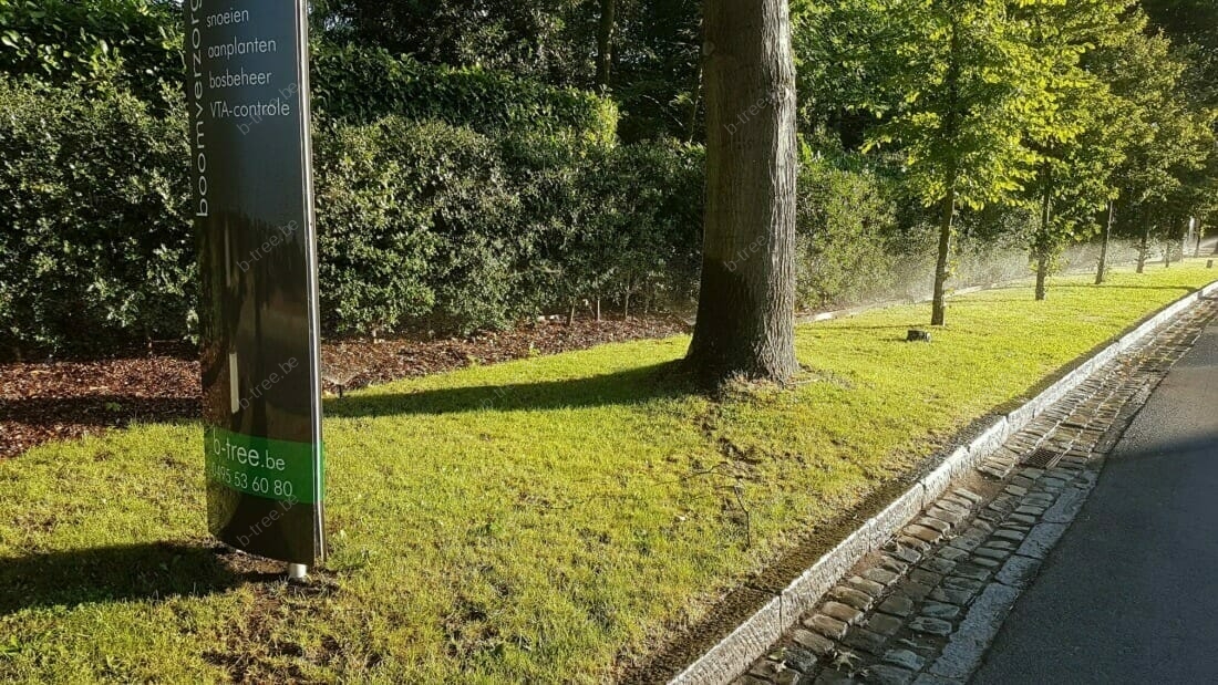 Grote bomen planten in een bestaande rij.