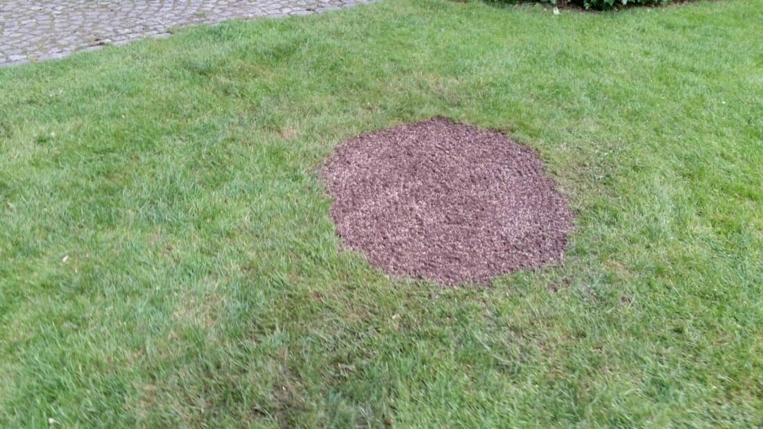herstellen gazon na verwijderen boomstronk