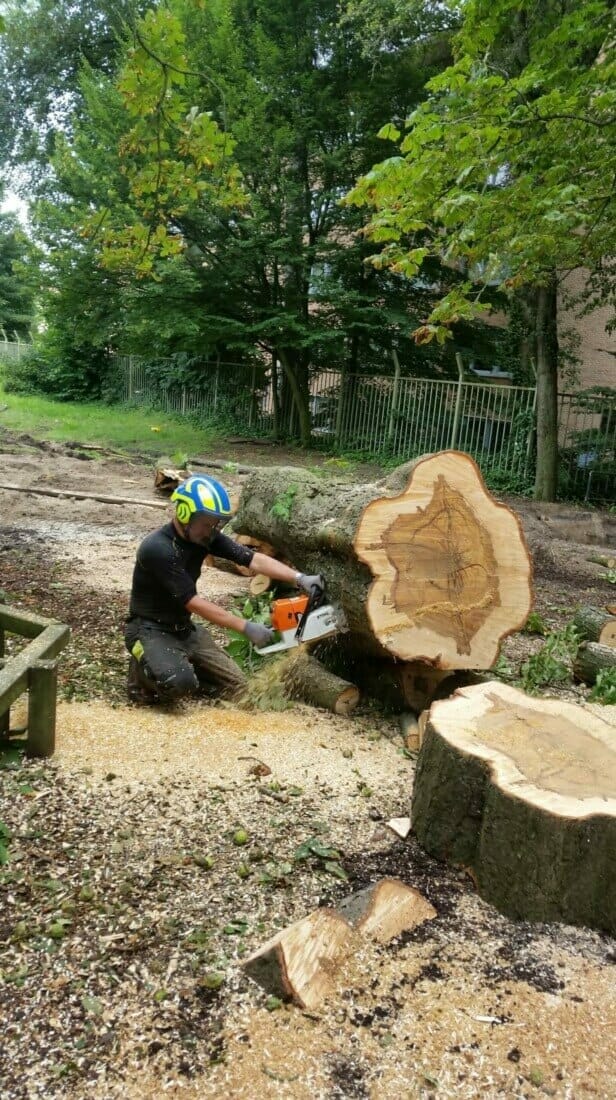 naast fisiek hard werken (hier verzagen stam met kettingzaag) kunnen we niet in de vacature als boomverzorger