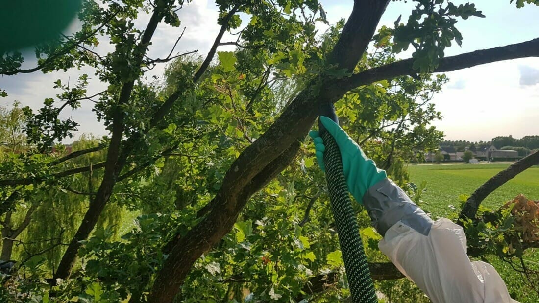 eikenprocessierups verwijderen door middel van stofzuigen