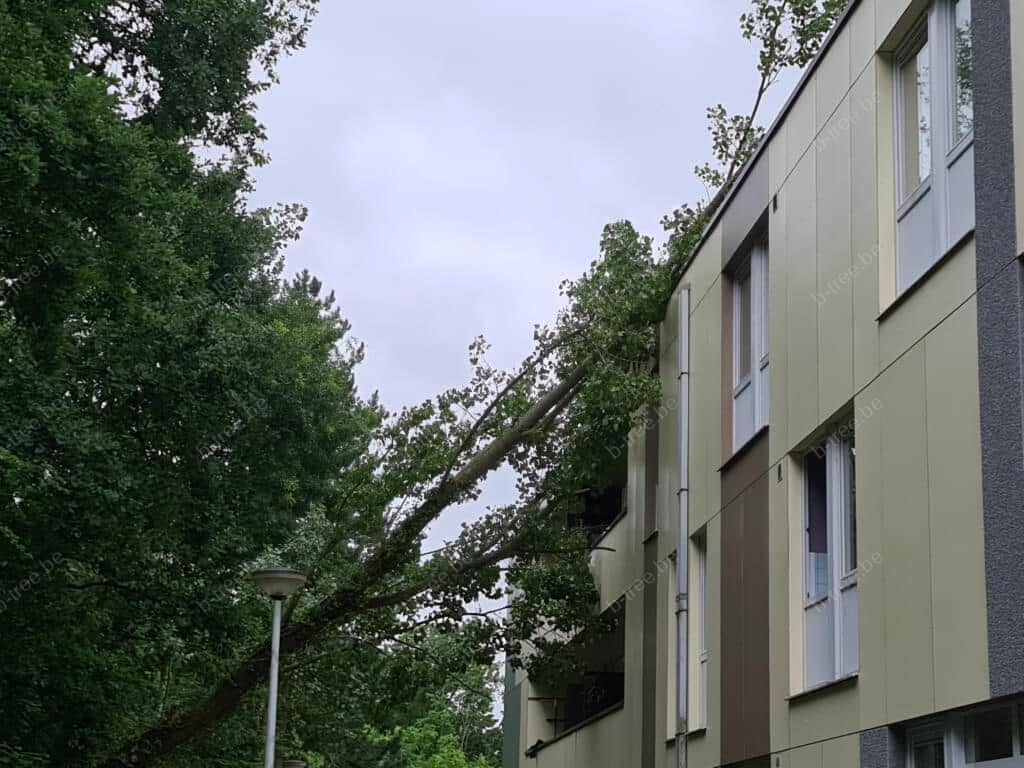 Stormschade boom opruimen