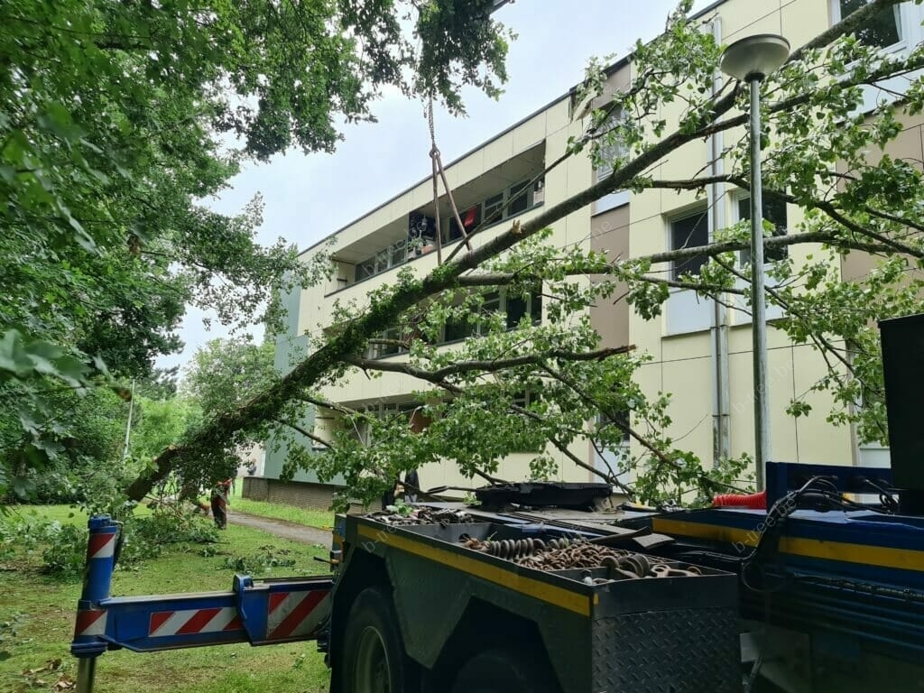 Uithijsen van de omgewaaide boom