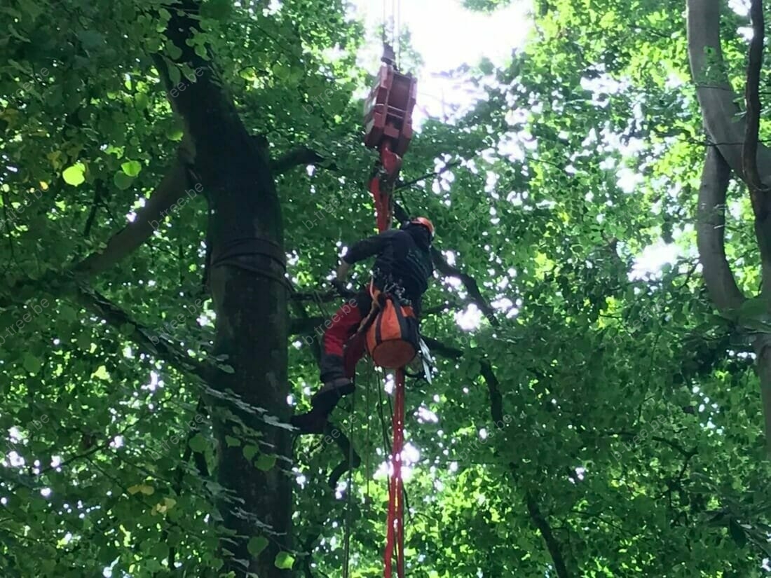 Vastmaken van de te vellen boom aan de haak van de telescoopkraan