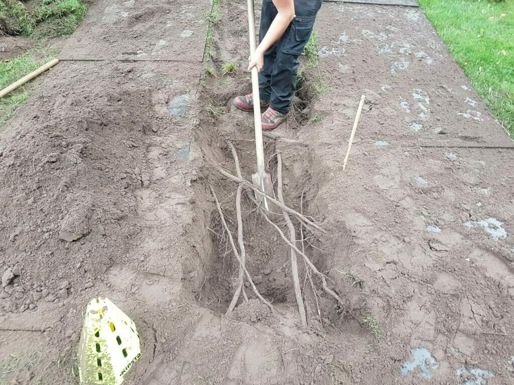 Bomen beschermen door voorafgaand wortelonderzoek. Detail van de proefgeul met wortels bij het wortelonderzoek.