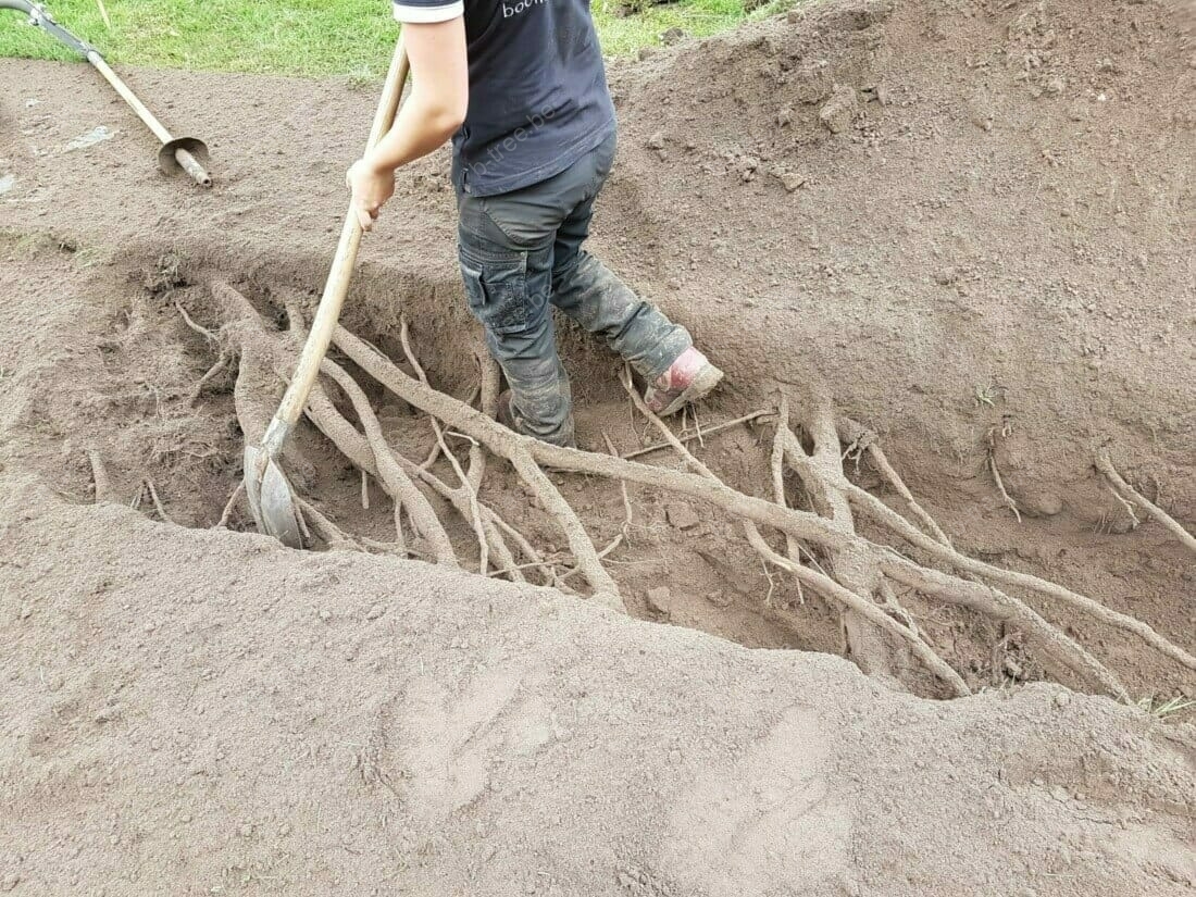 Boomspecialist aan het werk tijdens een wortelonderzoek van een grote Acer Saccharinum