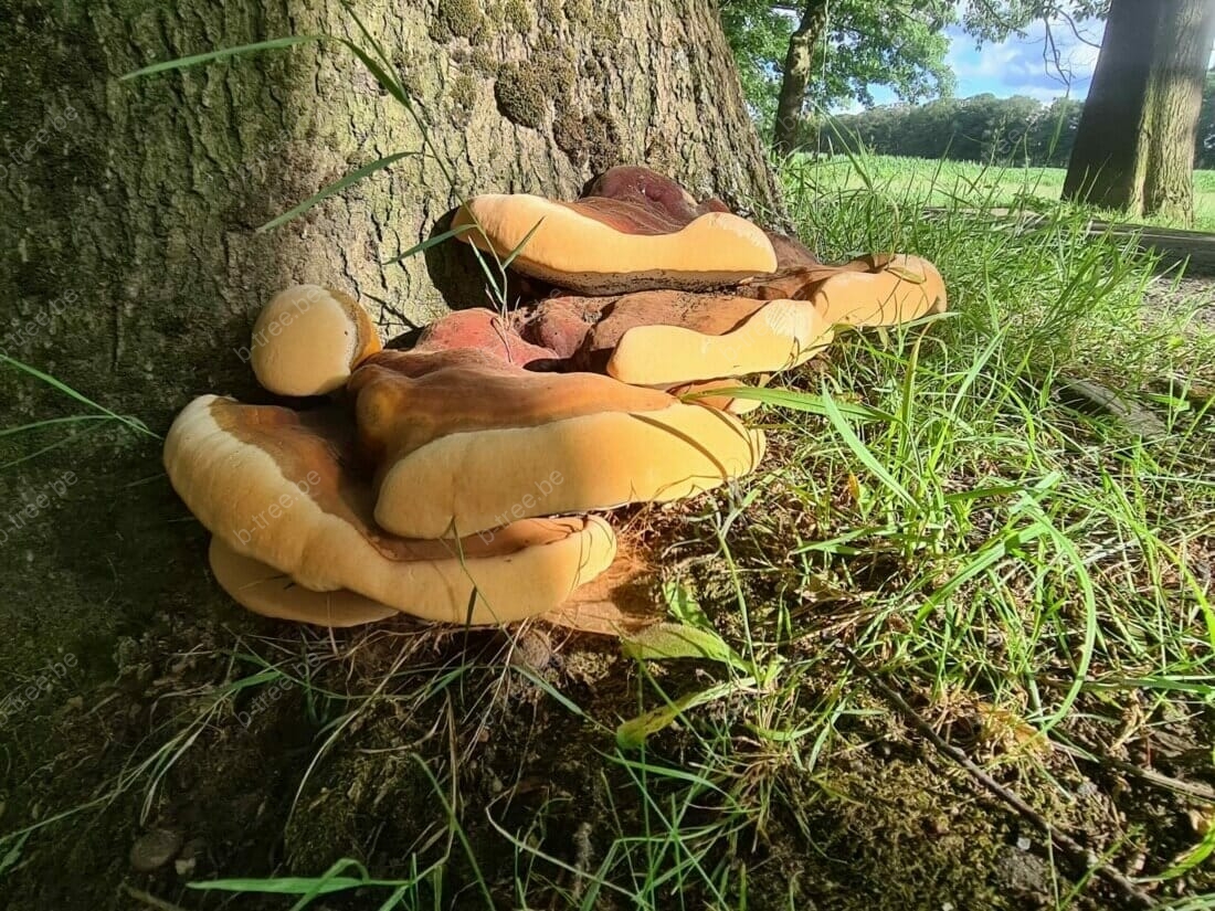 Boominspectie van Amerikaanse eik met harslakzwamaantasting.