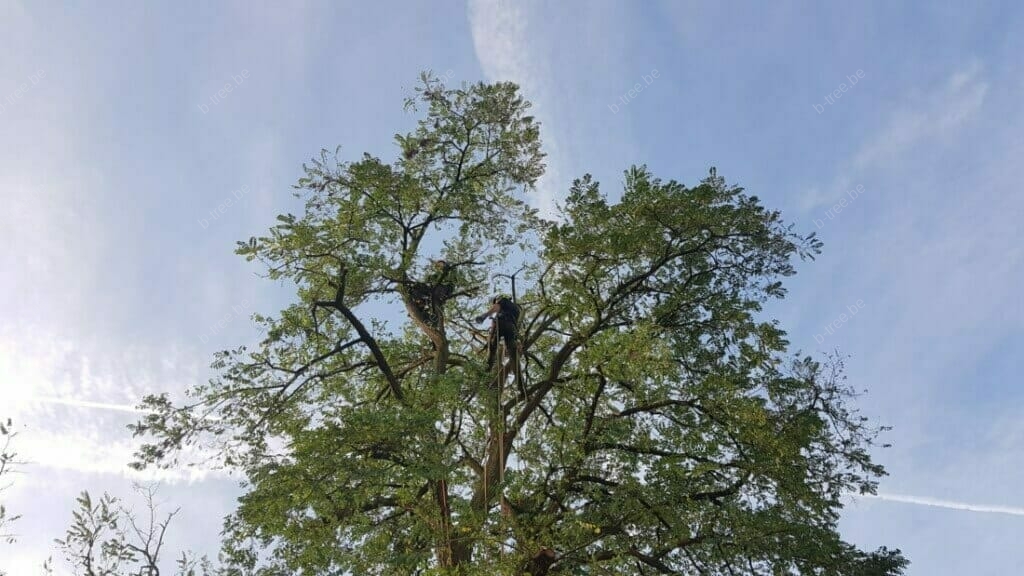 Klimmende boomverzorgers van b-Tree boomverzorging boven in de kruin van een boom