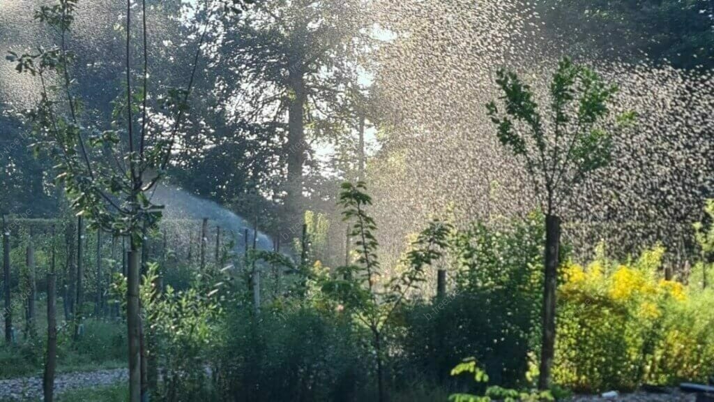 Monitoring en irrigatie van bomen bij bronbemaling; water geven met sproeiers.