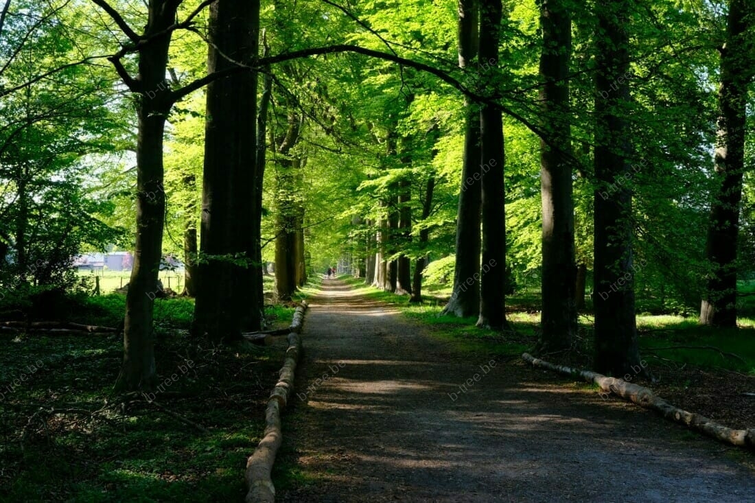 Boomverzorging en boombeheer, opgenomen in het boombeheerplan van een beukendreef te Heist-op-den-Berg en uitgevoerd door b-Tree boomverzorging.