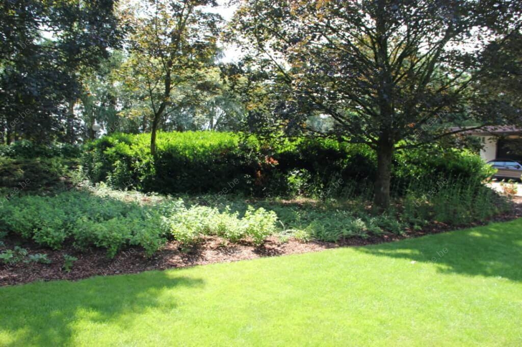 Tuinonderhoud met respect voor bomen: door de aanleg van een boomspiegels en borders voorkom je tijdens tuinonderhoud maaischade aan de boomwortels