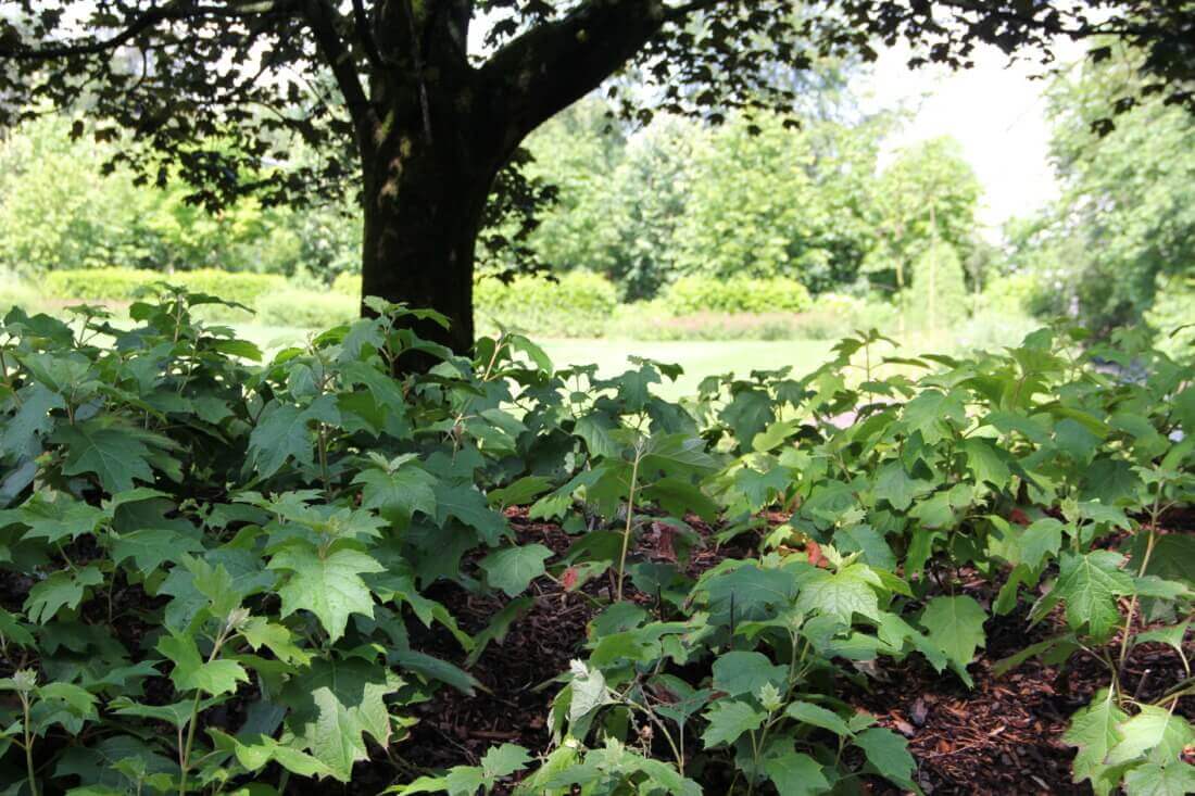 Inheemse beplanting (eikenbladhortensia) voor bodembedekking, met mulchlaag ertussen.