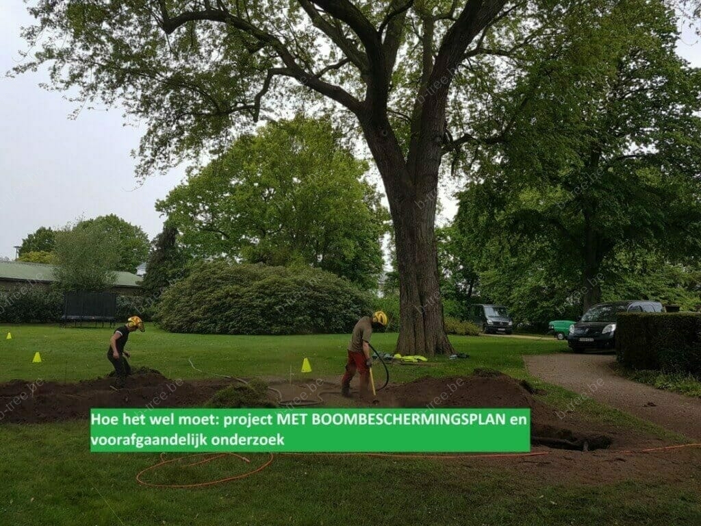 Project met boombeschermingsplan: hoe het wel moet. En met voorafgaandelijk wortelonderzoek.