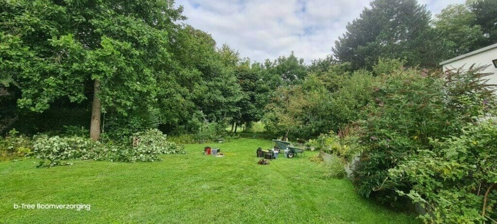 Tuin met achterstallig onderhoud, en het uitvoeren van achterstallige snoei van de bomen.