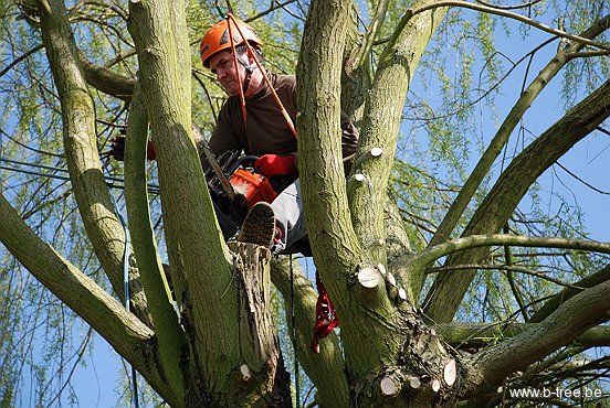 Detail knotten van een boom (wilg) en het snoeien van de takken boven op de knot.