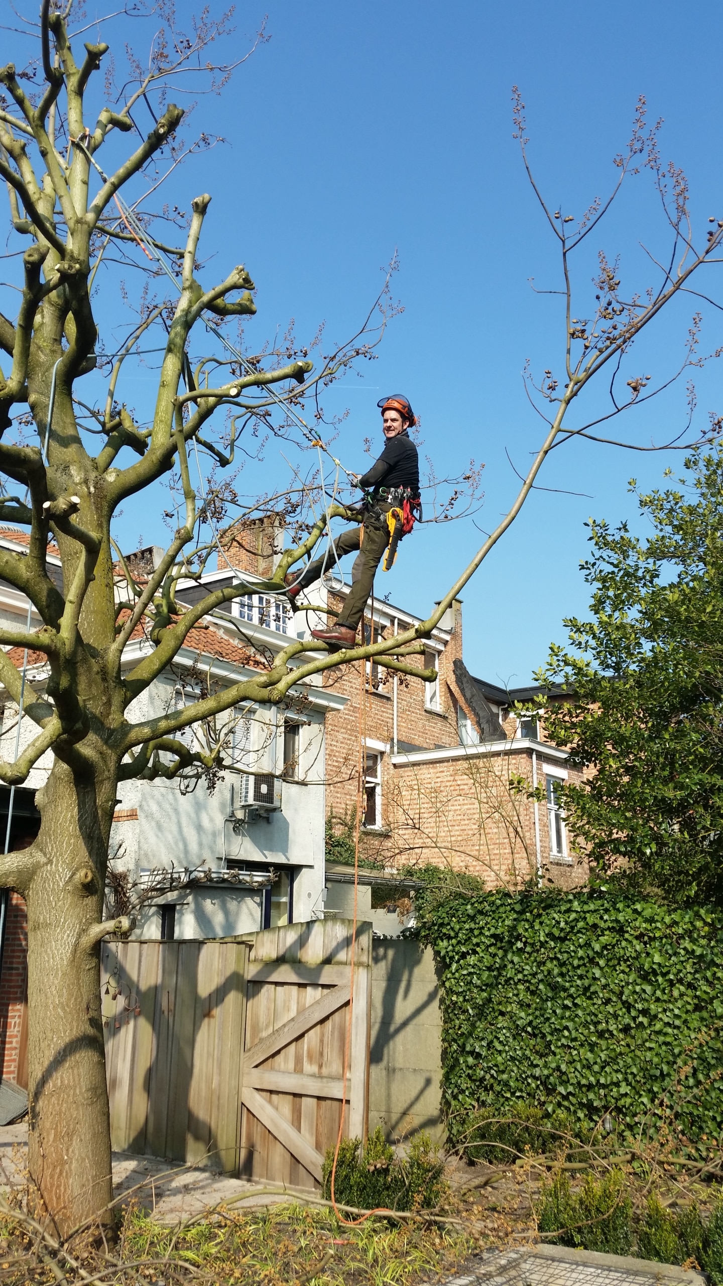 Herknotten van een Paulownia tomentosa (Anna Paulownaboom).