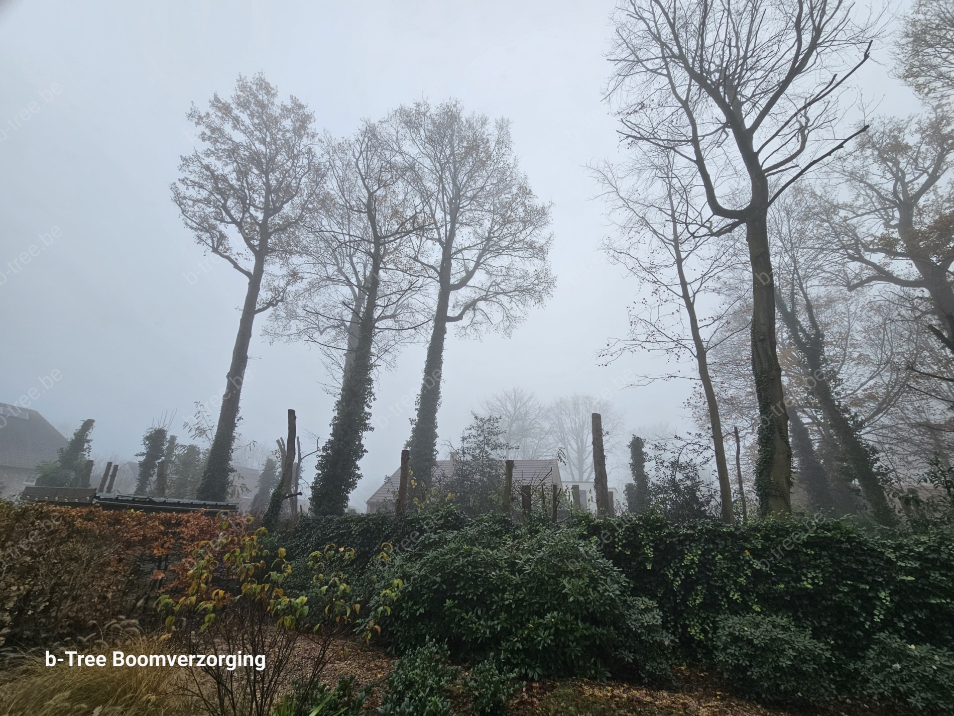 Voorkom schade aan je bomen door het juiste juridische en boomtechnische advies voor je bomen.
