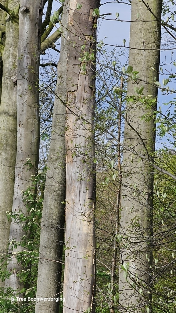 Beuken met zonnebrand, waarvan een beuk reeds volledig is afgestorven (geschors volledig gelost).