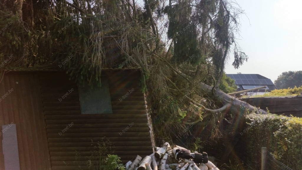 Schade door boom die ontworteld is en op tuinhuis en afsluiting gevallen is
