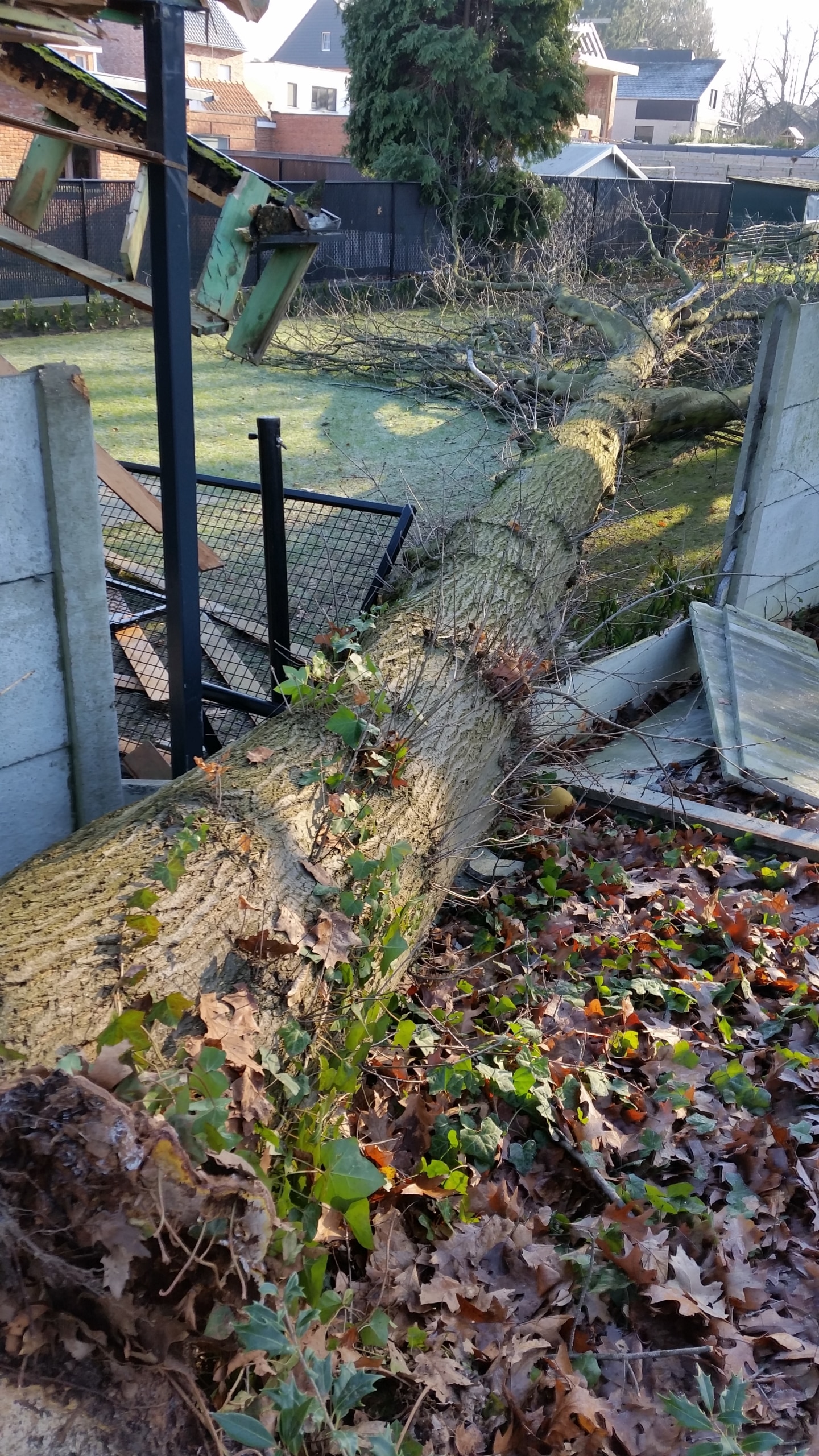 Aangetaste Amerikaanse eik die in de tuin van de buren is gevallen en veel schade heeft aangericht, wat vragen oproept over de aansprakelijkheid.