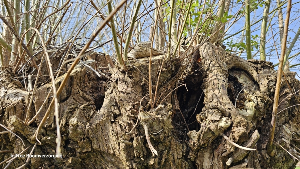 Ecologisch waardevolle oude knotwilg met holten en spleten. Belangrijke habitat voor dieren en insecten.