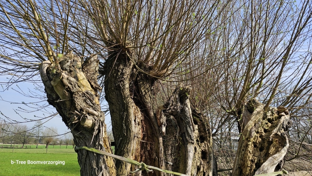 Ecologisch waardevolle knotbomen omwille van hun holten en spleten
