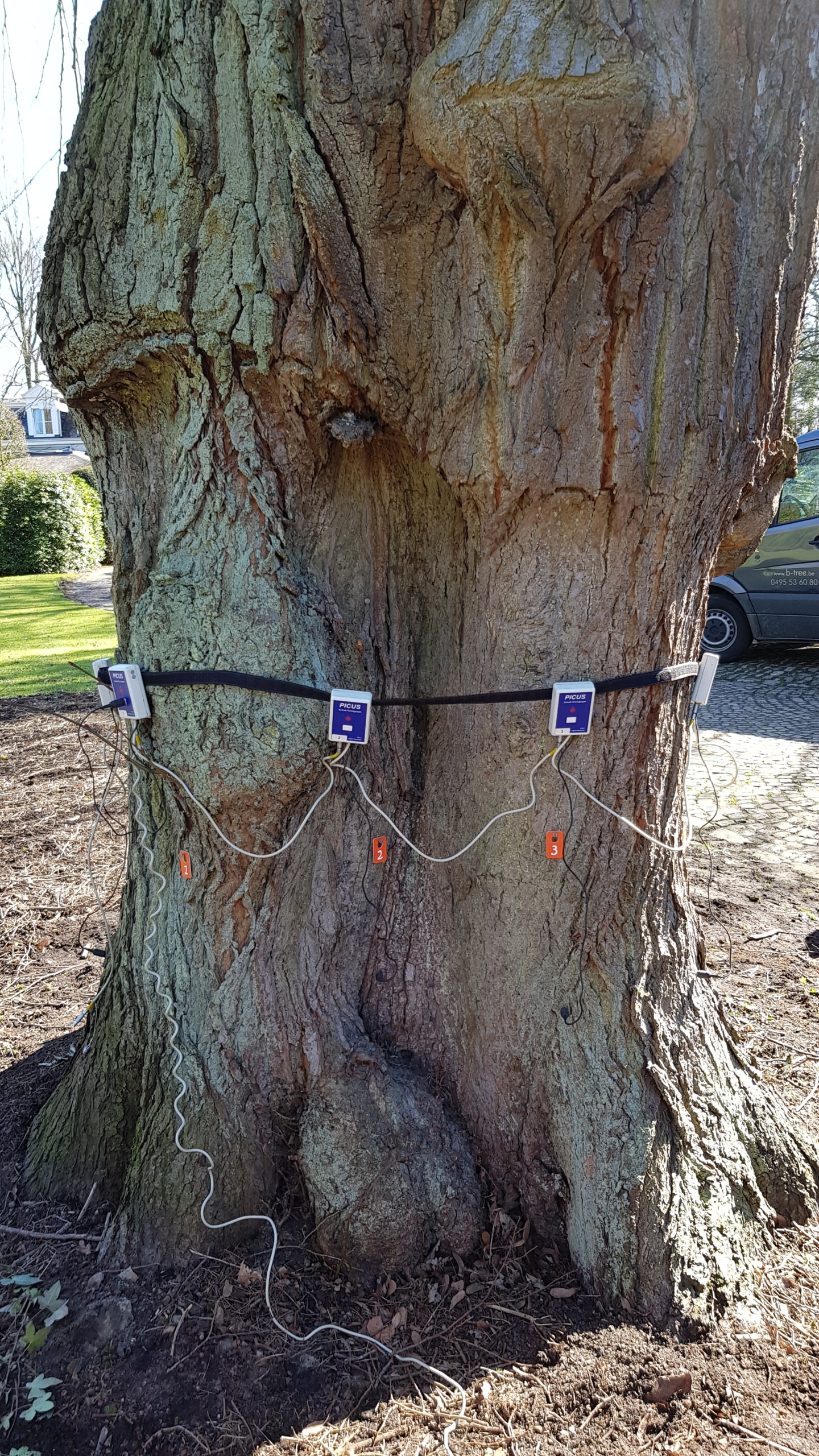 Meetpunten sensoren bij het nemen van een tomografie van een lindeboom.