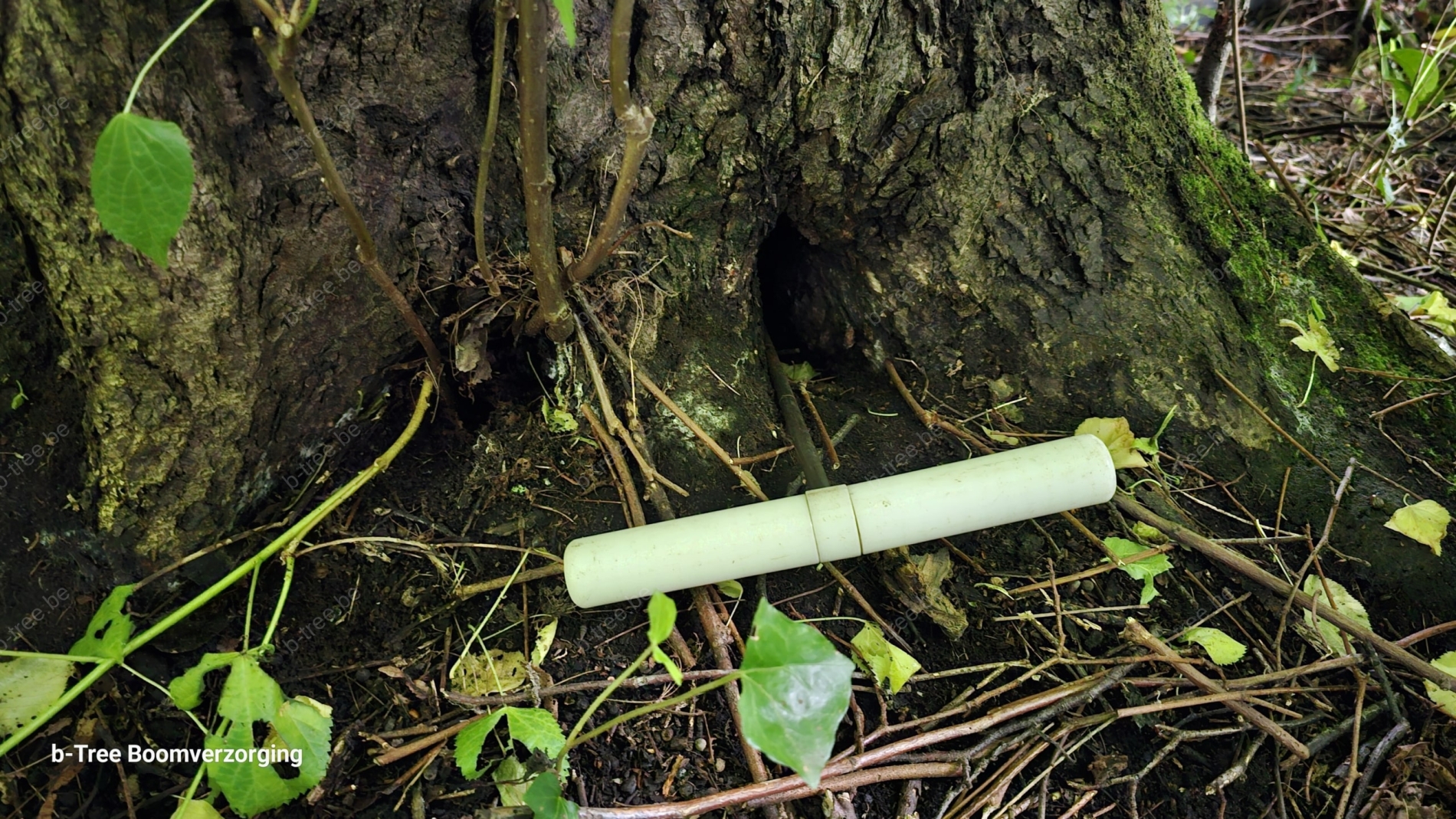 Inspectie boom met een prikstok om de afmetingen van de holte in de stamvoet van de linde te kunnen bepalen.