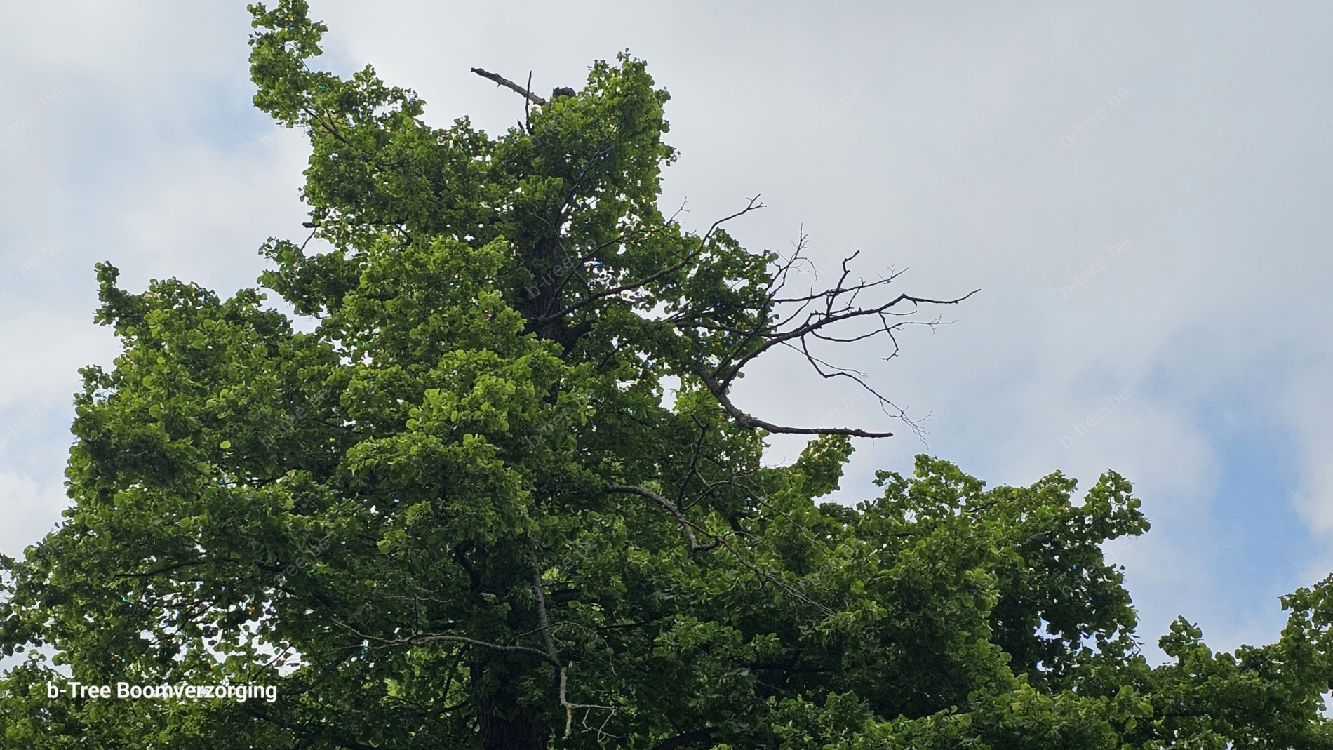 Inspectie van bomen: topsterfte door het historisch toppen van de bomen.