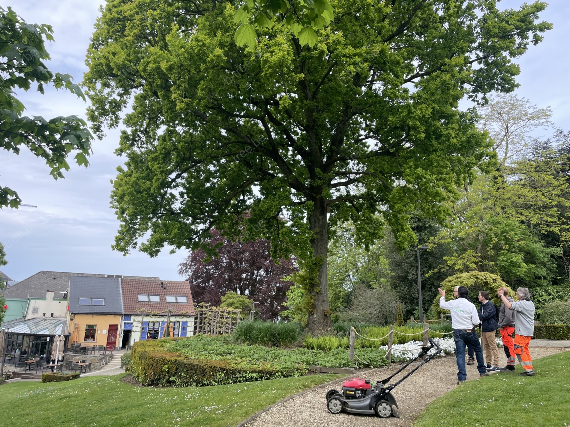 Waterlot op de stam van een zomereik, als reactie op hystorische snoei en een groeiplaatsverbetering